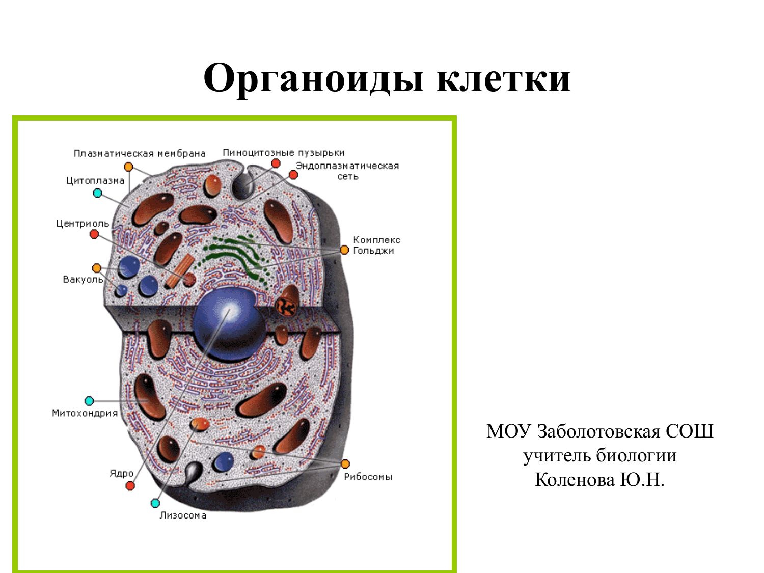 Структура органоида оболочка