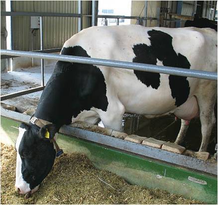 Конверсия кормов и производство молока. как повысить её эффективность