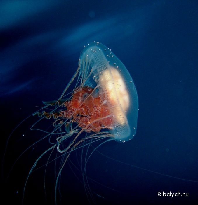 На сколько процентов медуза состоит из воды